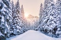Winter forest in mountains at the sunrise. Royalty Free Stock Photo