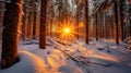 Winter Wonderland: Golden Hour in a Snowy Pine Forest