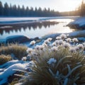 Winter wonderland, grass and ground covered in frosty frost, winter landscape in the background, Royalty Free Stock Photo