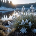 Winter wonderland, grass and ground covered in frosty frost, winter landscape in the background, Royalty Free Stock Photo