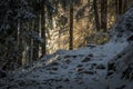 Winter wonderland on a hiking trail