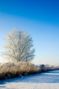 Winter wonderland in Holland Royalty Free Stock Photo