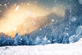 winter wonderland - Christmas background with snowy fir trees in Royalty Free Stock Photo