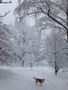 Winter wonderland and our husky in Serbia Royalty Free Stock Photo