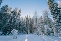 Winter wonderland panorama, pine trees covered with snow