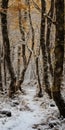 Winter Wonderland: A Serene Journey Through A Snow-covered Forest
