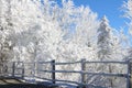 Winter wonderland Royalty Free Stock Photo
