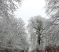 Winter Wonderland snow on trees