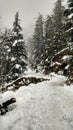 Winter Wonderland / Snowcapped Forest road/ Snowcovered path admist forest/ snowfall landscape