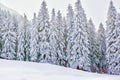 Winter wonderland with snowy trees and mountains Royalty Free Stock Photo