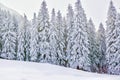 Winter wonderland with snowy trees and mountains