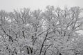 Winter Wonderland Snowy Treetops