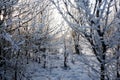 Winter wonderland sunset view of frozen trees scenery panoramic wide nature background scene