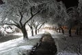 Winter wonderland. Trees covered in snow, night city lights shining through. Ideal picture that brings up holiday spirit Royalty Free Stock Photo