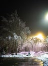 Winter wonderland. Trees covered in snow, night city lights shining through. Ideal picture that brings up holiday spirit