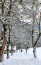 A winter wonderland - trees full of snow and a small footpath with a few people enjoying the dayA winter wonderland - trees full Royalty Free Stock Photo