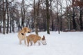 Winter wonderland. Dogs playing at snow Royalty Free Stock Photo