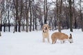 Winter wonderland. Dogs playing at snow Royalty Free Stock Photo