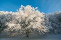 Winter wonderland: view of beech forest covered by snow in the park of Monte Cucco Royalty Free Stock Photo