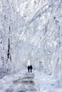 Winter wood landscape