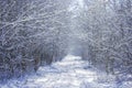 Winter wood road tunel Royalty Free Stock Photo