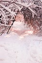 Winter wooden forest with trees, sun and snow landscape