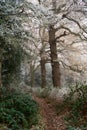 Winter woodland footpath: ice and frost in the trees