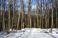 Winter Woods Near Valentins Italy