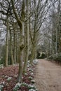 Winter woodland path: snowdrops Galanthus and bare tree trunks Royalty Free Stock Photo