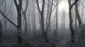 Winter woodland on the Sussex Southdowns in the UK.