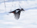 Winter Woodpecker Flight with a Seed Royalty Free Stock Photo