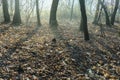 Winter woods scenery over the Ticino riverbanks Royalty Free Stock Photo