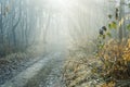 Winter woods scenery over the Ticino riverbanks Royalty Free Stock Photo