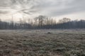 Winter woods scenery over the Ticino riverbanks Royalty Free Stock Photo