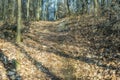 Winter woods scenery over the Ticino riverbanks Royalty Free Stock Photo