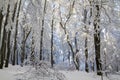 Winter landscape, frosted forest