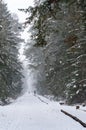 Winter in the woods. Snowfall in the park. A snowstorm in the forest