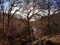 Landscape of winter woods and river, Aira Force, lake district