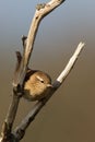 Winter Wren Royalty Free Stock Photo