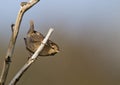 Winter Wren Royalty Free Stock Photo