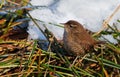 Winter Wren Royalty Free Stock Photo