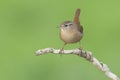 Winter wren on a branch with green background Royalty Free Stock Photo