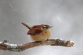 Winter Wren Royalty Free Stock Photo