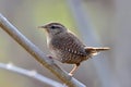 Winter wren outdoor ( Troglodytes troglodytes )