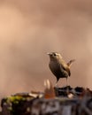 Winter Wren Surveying the woodland Royalty Free Stock Photo