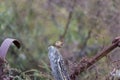 Winter Wren on post Royalty Free Stock Photo