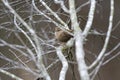 Winter Wren songbird, Georgia, USA Royalty Free Stock Photo
