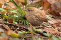 Winter Wren - Troglodytes hiemalis Royalty Free Stock Photo