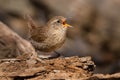 Winter Wren - Troglodytes hiemalis Royalty Free Stock Photo