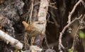 Winter Wren(Troglodytes troglodytes) against fuzzy roots Royalty Free Stock Photo